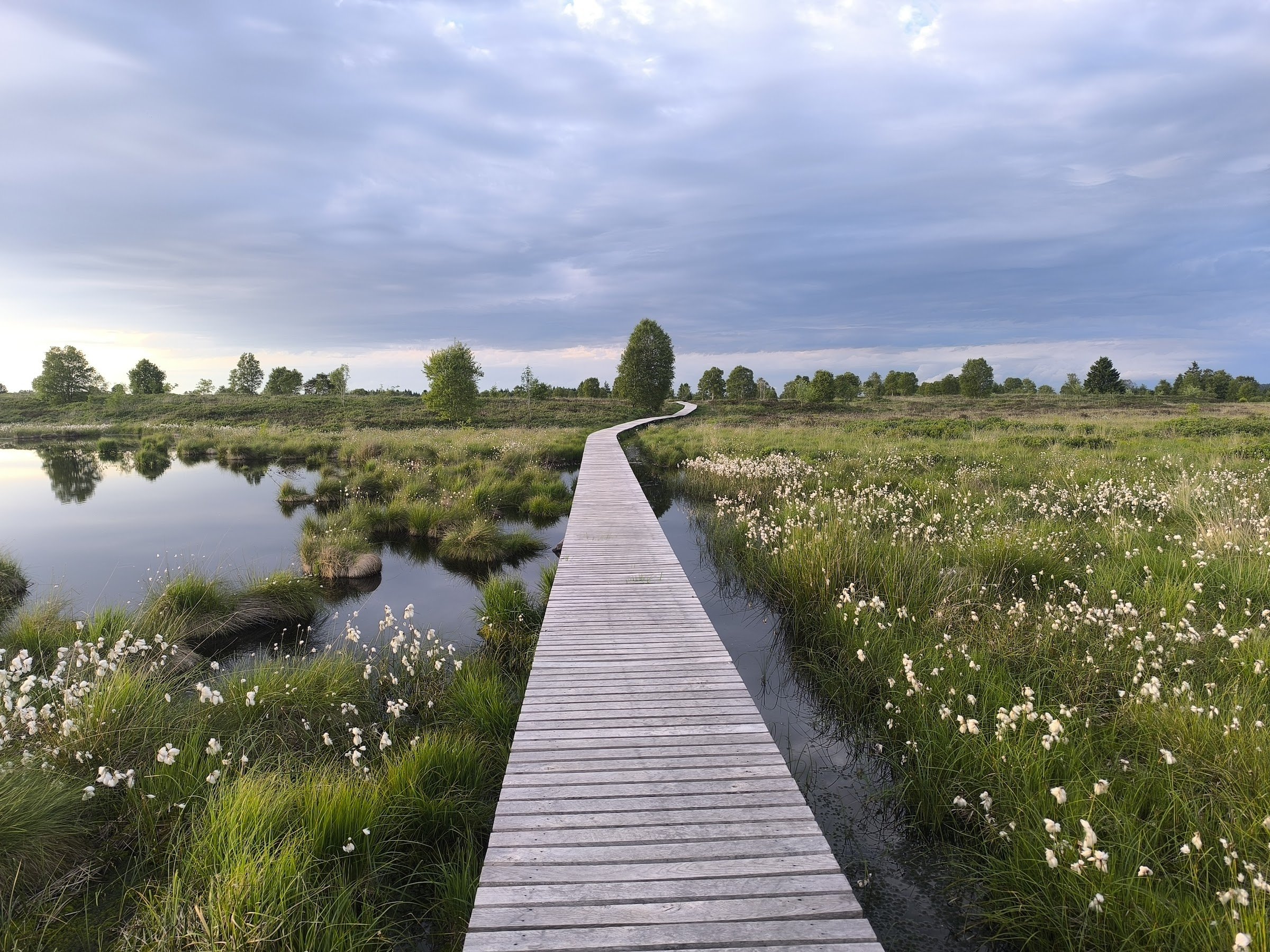 High Fens - Signal de Botrange (High Fens–Eifel Nature Park)